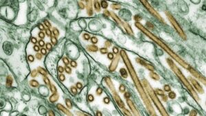 Bird Flu Virus Shows Mutations In First Severe U.S. Human Case, CDC ...